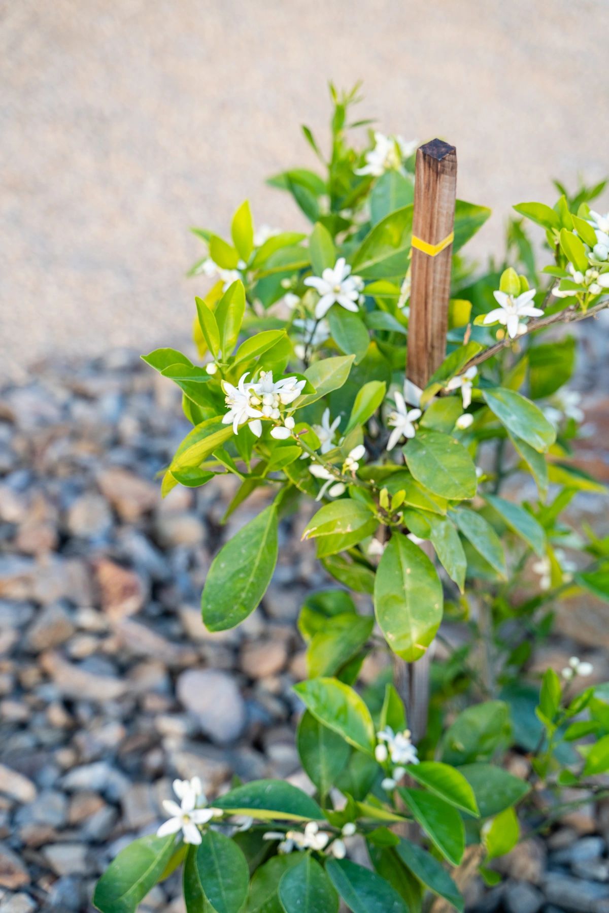Luxury Landscaping and Design Image